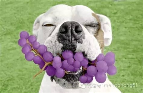 狗 吃 葡萄